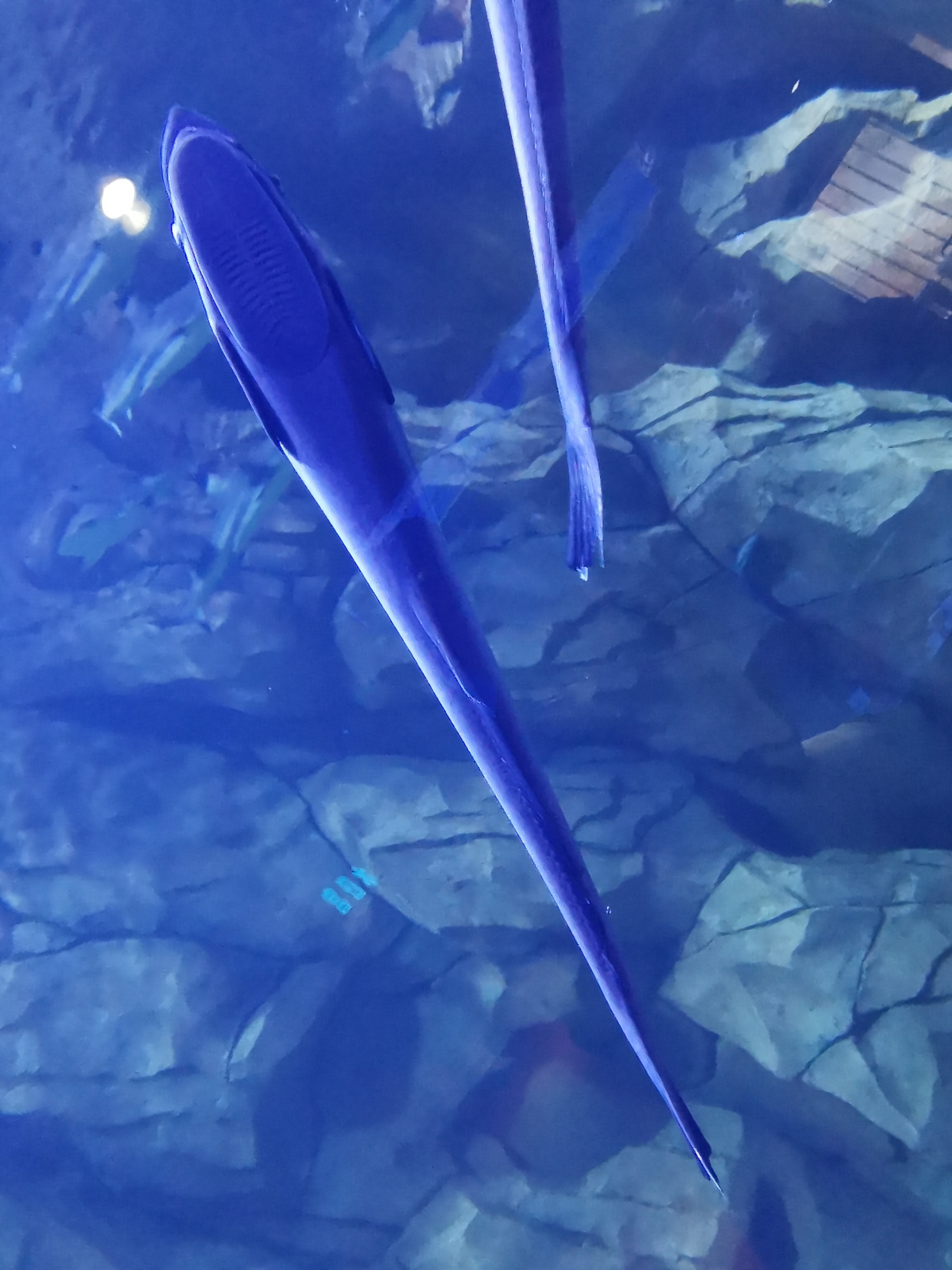 吸附在玻璃上的吸盘鲨
